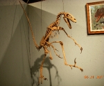 At the Dinosaur Museum in Tucumcari New Mexico